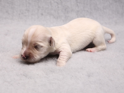 Bichon Havanais hvalpe Kennel Miki Nanoq